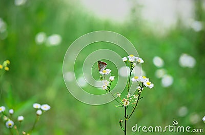 Tiny butterfly on flower, Japan Stock Photo