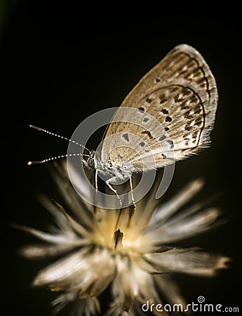 Tiny butterfly going to sleep on the dead flower Stock Photo