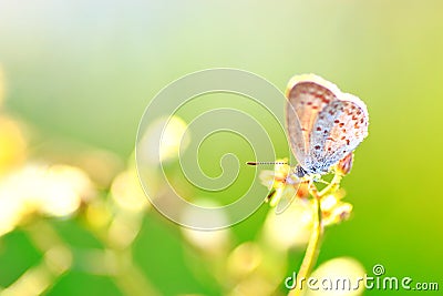 Tiny butterfly Stock Photo