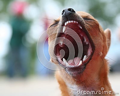 Tiny Chihuahua mouth wide open Stock Photo