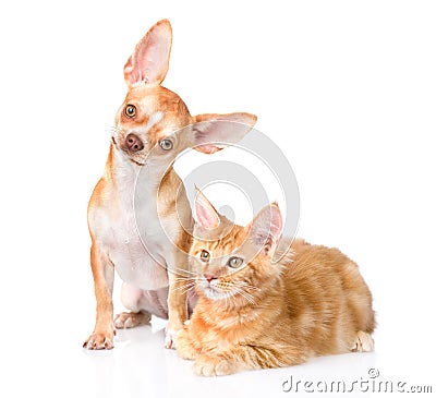 Tiny chihuahua puppy and maine coon cat together. isolated on white background Stock Photo