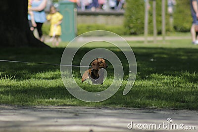 A tiny chocolate dachshund is walking in a tree shadow Stock Photo