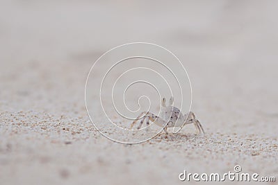 Tiny crab living in the sand. Coral reef wildlife Stock Photo