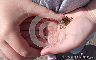 Tiny Crab Stock Photo