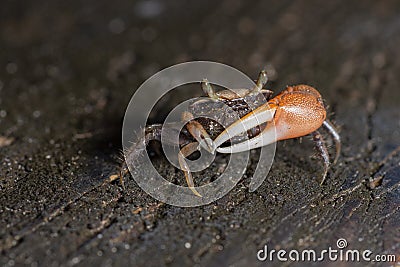 Tiny crab on wood Stock Photo