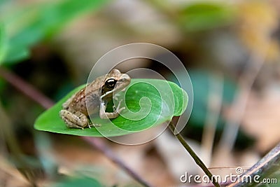 Tiny, cute, baby wood frog Lithobates sylvaticus or Rana sylvatica sitting on a leaf Stock Photo