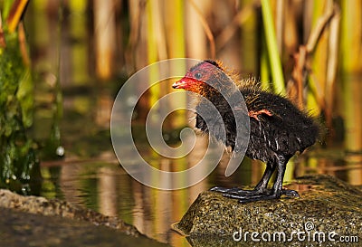 Cute tiny young coot duckling in spring Stock Photo
