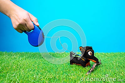 Tiny dachshund soft toy on leash roulette walks and plays with wooden stick on green grass of artificial lawn, blue Stock Photo
