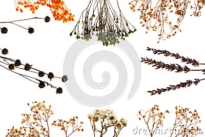 Tiny dainty dried floral on white background Stock Photo