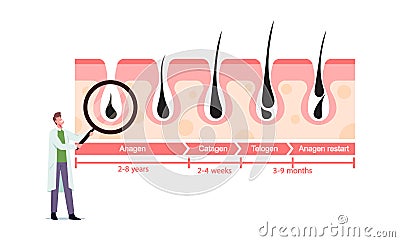 Tiny Doctor Character with Huge Magnifying Glass at Medicine Infographics Representing Hair Growth and Loss Cycles Vector Illustration