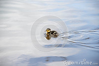 A tiny duckling swimming across a lake Stock Photo