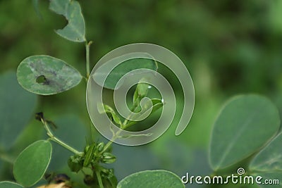A tiny egg of a grass yellow butterfly is sticked on the leaf edge of a Cassia Tora Stock Photo