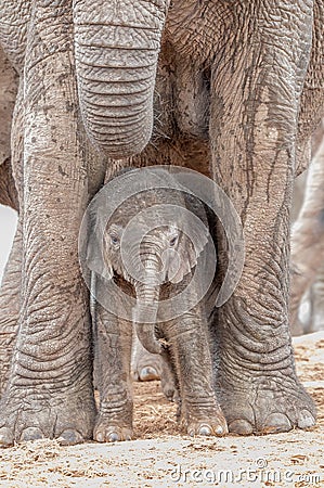 Tiny elephant calf between its mothers legs Stock Photo