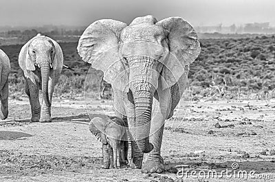 Elephant calf walking next to its mother. Monochrome Stock Photo