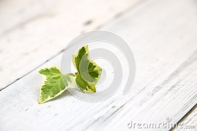 Tiny english ivy on white painted wooden board, background image Stock Photo
