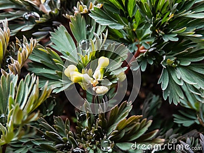 Tiny flower buds of spring plant Dutchman's britches or Dutchman's breeches (Dicentra cucullaria) Stock Photo