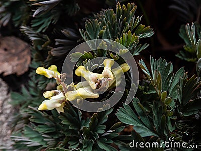 Tiny flowers of the Dutchman's britches or Dutchman's breeches (Dicentra cucullaria) Stock Photo