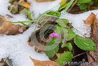 Tiny flower among foliage covered with early snow in late autumnal season. Stock Photo