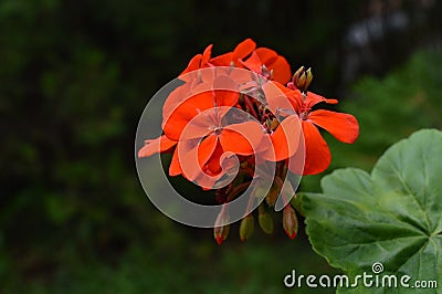 Tiny Flower Lady Stock Photo