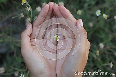 Tiny flower in an open hand. Top view of human hand holding little flower. Stock Photo