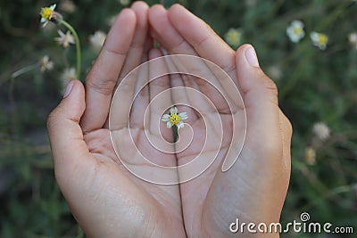 Tiny flower in an open hand. Top view of human hand holding little flower. The concept symbol of acceptance, love, care, Stock Photo