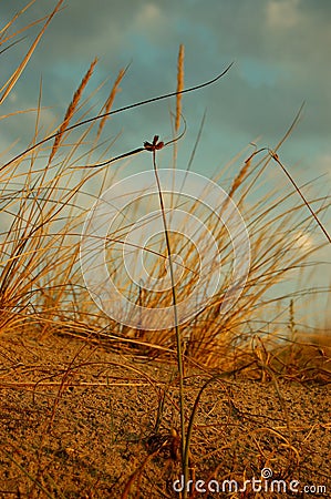 Tiny flower in sand Stock Photo