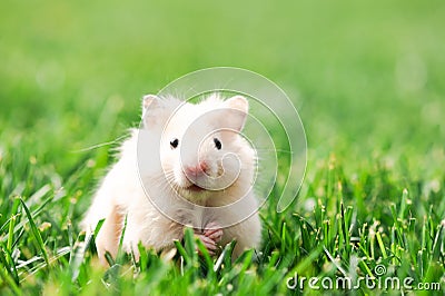 Tiny fluffy hamster on green grass Stock Photo