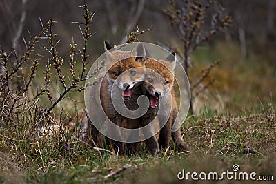 Tiny Foxes Stock Photo