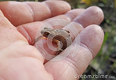 Tiny frog on a hand Stock Photo