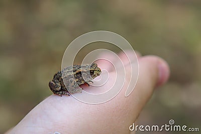 TIny Frog Stock Photo