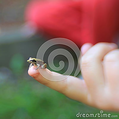 Tiny frog on child`s finger. Selective focus. Square. Stock Photo