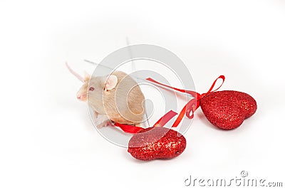 Tiny golden mouse sits on a white background next to two shiny decorative red hearts. He has lovely paws Stock Photo