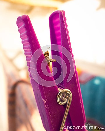 Tiny grasshopper climbing a clothespeg Stock Photo