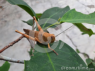 tiny grasshopper on a leaf Stock Photo