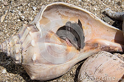 A field mouse, peromyscus maniculatus, hiding in a conch shell. Stock Photo