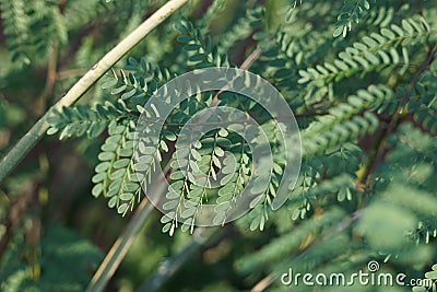 Tiny green leaves on a branch. Stock Photo