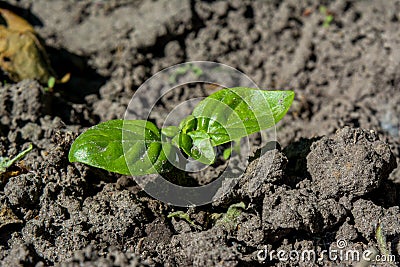 Tiny green verdant basil transplant growing in the garden Stock Photo