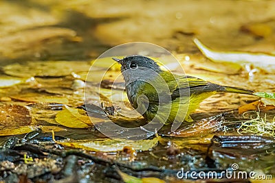 Tiny Grey-headed Canary-flycatcher soaking in water to drink and bathe Stock Photo