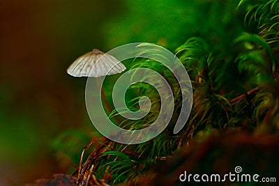Tiny grey mushroom in the forest Stock Photo
