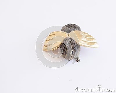 Top view of a brown guinea pig with golden wings on a white background Stock Photo