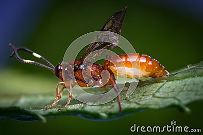 Tiny Infant Ichneumon Wasp Stock Photo