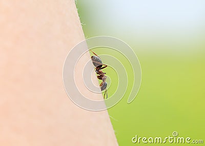 Tiny insect, the ant slips on the hand of man Stock Photo