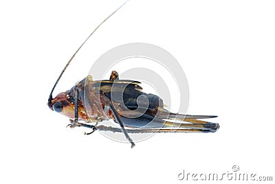 Tiny insect grasshopper bug Stock Photo