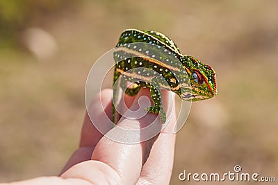 Tiny Jewelled Campan chameleon - Furcifer campani - resting on white man hand. Chameleons are endemic to Madagascar and can be Stock Photo