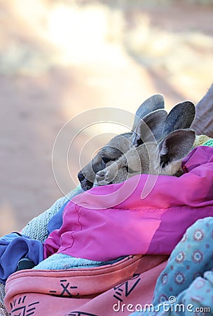 Tiny Kangaroo Joey in blankets Stock Photo