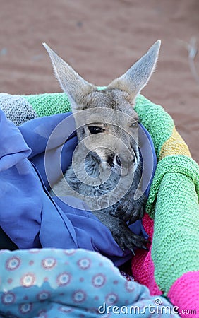 Tiny Kangaroo Joey in blankets Stock Photo