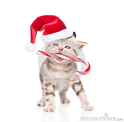 Tiny kitten in red christmas hat holding candy cane in mouth. is Stock Photo