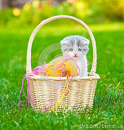 Tiny kitten sitting in a basket with clews of colored wool Stock Photo