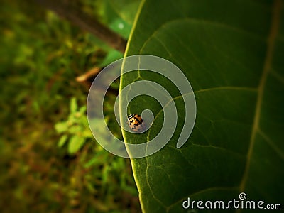 Tiny ladybug at the garden Stock Photo