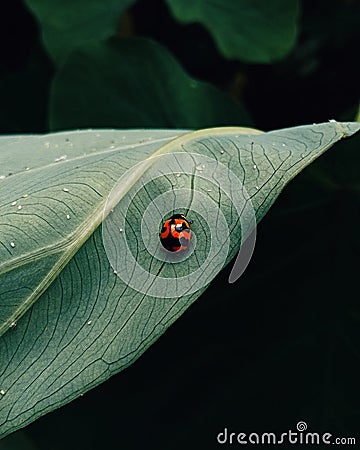 Tiny ladybug on a leaf Stock Photo